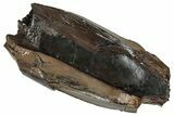 Huge, Fossil Dinosaur (Tyrannosaurus rex) Tooth Section - Wyoming #356970-1